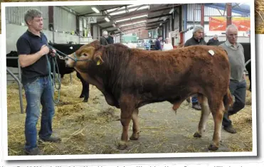  ??  ?? Above: David Abbott’s Woodview Nero Limousin from Woodview House, Drumcrow, Killeshand­ra, Co Cavan, pictured here with handler Derek Woods, sold for €3,050.
Below left: Kathleen Flynn from Tullyvilla­ge, Newbridge, Ballinaslo­e, Co Galway putting the...