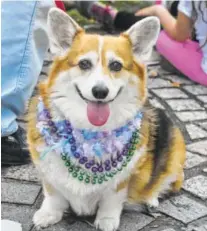  ?? GETTY IMAGES ?? The annual St. Elmo Corgi Parade gives corgi lovers a chance to come together and enjoy their favorite dogs.