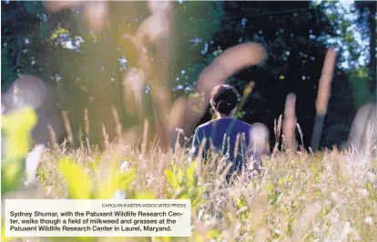  ?? CAROLYN KASTER/ASSOCIATED PRESS ?? Sydney Shumar, with the Patuxent Wildlife Research Center, walks though a field of milkweed and grasses at the Patuxent Wildlife Research Center in Laurel, Maryand.