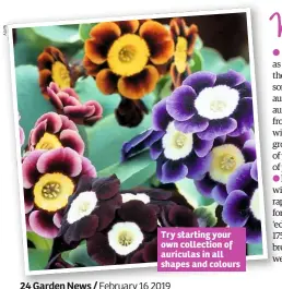  ??  ?? Try starting your own collection of auriculas in all shapes and colours