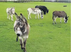  ?? Picture: Angus Whitson. ?? A few new friends Angus made on his travels around the glens.