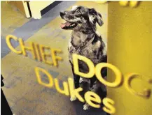  ?? GREG SORBER/JOURNAL ?? Albuquerqu­e’s Chief Dog, Dukes, had his name painted on Mayor Martin Chávez’s office window beneath the other top officials.