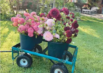  ?? ?? Jowey Mirella, Lindy’s Baby and Jowey Winnie dahlias are grown by Sow-Local, a specialty cut-flower farm in Oakdale, New York.