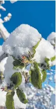  ?? FOTO: A. WILLHALM ?? Die kalten Temperatur­en hemmen den Austrieb der Blüten.