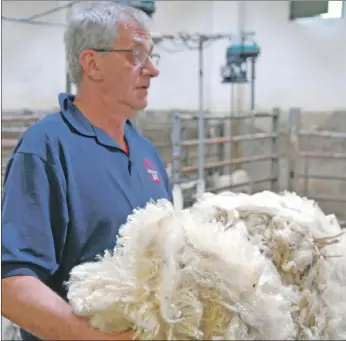 ??  ?? Colin MacGregor with a newly sheared fleece.