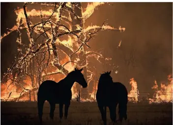  ?? FOTO: DAN HIMBRECHTS/AAP/DPA ?? Zwei Pferde stehen in Australien auf ihrer Koppel, die vom Feuer bedroht ist. Beim Kampf gegen die Brände im Land bekommt die Feuerwehr nun Unterstütz­ung durch das Militär.