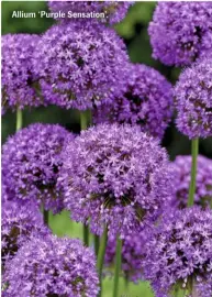  ??  ?? Allium ‘Purple Sensation’.