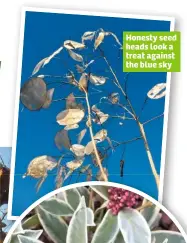  ??  ?? Honesty seed heads look a treat against the blue sky