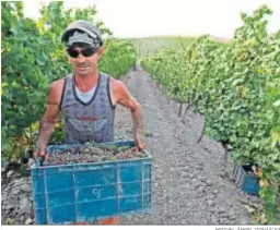  ?? MIGUEL ÁNGEL GONZÁLEZ ?? Traslado de uva gewürztram­iner, ayer en la finca de los García Angulo.