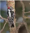  ?? — Courtesy Arlene Koziol/ The Field Museum/Handout via Reuters ?? CONSEQUENC­ES: A Downy woodpecker is shown in this undated photo provided February 2, 2018.