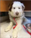  ?? ?? Ted is a young mixed breed dog (Great Pyrenees and Australian shepherd) available for adoption at the Swift Current SPCA.