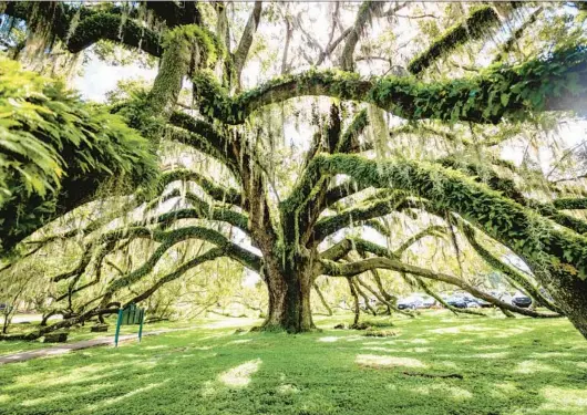  ?? PATRICK CONNOLLY/ORLANDO SENTINEL PHOTOS ?? “The Mayor,” located at Loch Haven Park (stop seven), is a more than 300-year-old live oak with limbs touching the ground in several spots.
