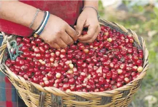  ?? CECJ ?? Una agricultor­a recolecta café para una cooperativ­a de comercio justo, lo que le permite vivir de su trabajo en unas condicione­s dignas.