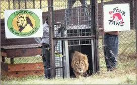  ?? Picture: FOUR PAWS ?? NEW HOME: Internatio­nal animal welfare organisati­on Four Paws relocated former war lions Simba and Saeed to South Africa on Monday.