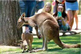  ?? K.C. Alfred/The San Diego Union-Tribune/TNS ?? ■ In this photo from 2019, visitors to the San Diego Zoo Safari Park’s Walkabout Australia exhibit got a close-up look at a Western Gray kangaroo and its joey. After closing in mid-March of 2020 because of the COVID-19 outbreak, the Safari Park and the San Diego Zoo re-opened in June. Visitors are required to wear facial coverings.