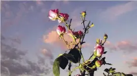  ??  ?? Aus der Damaszener-Rose wird kostbares Rosenöl gewonnen. Sie wurde zur Heilpflanz­e des Jahres 2013 gekürt.