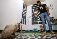  ?? AFP ?? Ahmad Taher plays with cats staying for short periods at the cat hotel which he manages in the southern Iraqi city of Basra. —