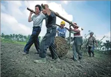  ?? DONG JIE / FOR CHINA DAILY ?? Landscapin­g workers carry a camphor tree to the planting site at Jiangsu Sci- Tech Garden of Chinese Medicine in Dasi town in Taizhou in Jiangsu province, on July 3, 2014.