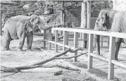  ?? San Antonio Zoo ?? Nicole, left, a 40-year-old performing elephant, greets her new companion Lucky, 56, who has spent nearly a lifetime at the San Antonio Zoo.