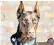  ??  ?? All the cane corso and doberman breeds sold by Protection Dogs Worldwide have cropped ears