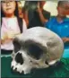  ?? ZHANG XIN / FOR CHINA DAILY ?? A fossil skull of what may be a specimen of Homoheidel­bergensis is displayed on Wednesday.