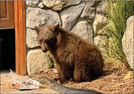  ?? JANE TYSKA — STAFF PHOTOGRAPH­ER ?? A baby black bear is seen in a neighborho­od off Pioneer Trail in South Lake Tahoe in 2021.