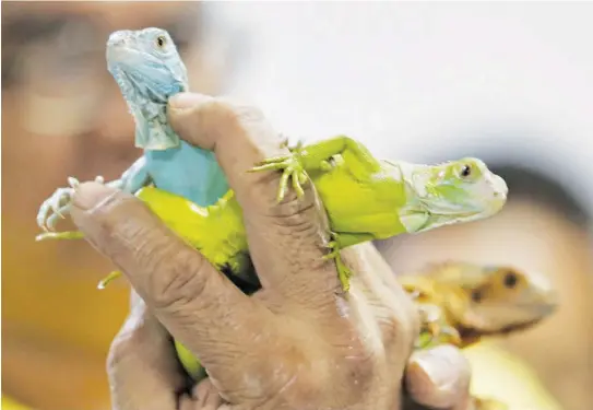  ?? (Ali Vicoy) ?? THE Bureau of Customs foiled an attempt to smuggle into the country 56 iguanas found inside the luggage of Filipino traveler Neil Ryan Kho Dysoco who arrived via Philippine Airlines flight PR737 at the Ninoy Aquino Internatio­nal Airport from Bangkok, Thailand yesterday.
