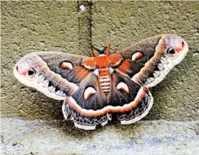  ?? MARGARET ROACH/THE NEW YORK TIMES ?? A cecropia moth is one of the spectacula­r giant silk moths and the largest moth in North America at about 6 inches across.