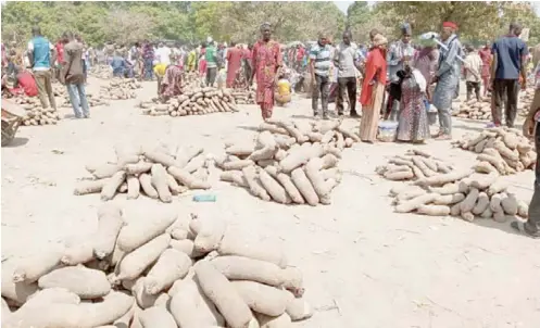  ?? PHOTOS: Abubakar Akote ?? People in search of traditiona­l yam seeds in one of the local markets in Niger State