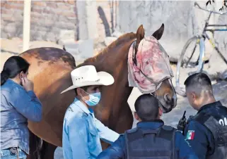  ??  ?? 'Conejo' sera revisado por especialis­tas para descartar lesiones internas.