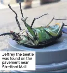  ??  ?? Jeffrey the beetle was found on the pavement near Stretford Mall