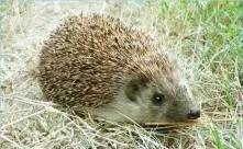  ?? (Vitezslav Valka) ?? Hedgehog