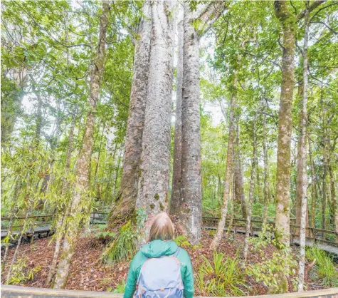  ?? Photo / Winston Aldworth ?? The Four Sisters kauri in Northland’s Waipoua Forest.