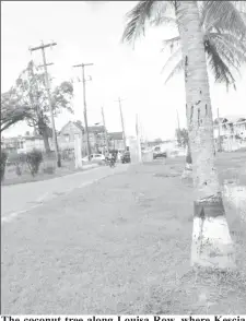  ??  ?? The coconut tree along Louisa Row, where Kescia Branche was picked up in an unconsciou­s state on Sunday morning.