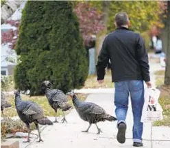  ?? /KATHY WILLENS / AP ?? Wild turkeys on Staten Island like these — seen on Cromwell Ave. — are target of a removal operation that will send them to an upstate farm.