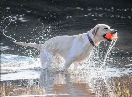  ?? -THE ASSOCIATED PRESS ?? Are you considerin­g getting a dog? Profession­al dog trainer Ken Reid will be giving training tips this evening (Wednesday) at the A.C. Hunter Library at 7 p.m.