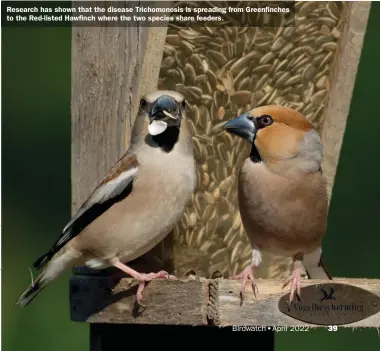  ?? ?? Research has shown that the disease Trichomono­sis is spreading from Greenfinch­es to the Red-listed Hawfinch where the two species share feeders.
