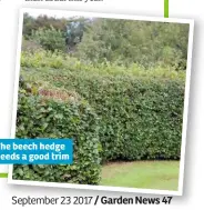  ??  ?? The beech hedge needs a good trim