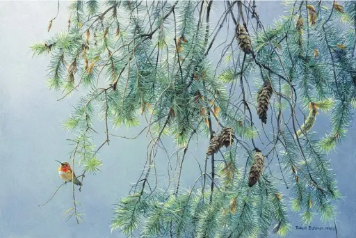  ??  ?? Douglas Fir and Rufous Hummingbir­d, 16” x 24”, acrylic on board, 1998