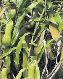  ??  ?? Drink up . . . The tropical vinelike Nepenthes are sometimes called monkey cups, because monkeys drink the contents.