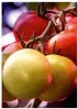  ??  ?? ¡Aquí hay tomate! Los pioneros de la nueva agricultur­a están aprendiend­o a graduar la luz de los ledes para influir en las texturas, el sabor y el tamaño de distintos frutos y hortalizas. La empresa Peters BV lo hace con los tomates en su sede de Someren (Holanda). Y tienen buena pinta.