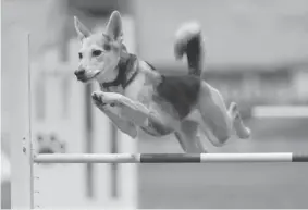  ?? AMY JOHNSON/ GREAT DANE PHOTOS ?? Roo! clears a hurdle during an agility competitio­n. The husky mix will be one of about 225 dogs competing in the Westminste­r Dog Show’s new competitio­n category in February.