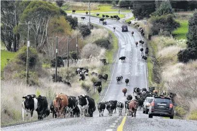  ?? PHOTO: STEPHEN JAQUIERY ?? On the moove . . . A herd of cows meander up Tunnel Hill on SH92 near Owaka on Monday. They were being driven from their home farm to a runoff block as the Government debated the Mycoplasma bovis disease.