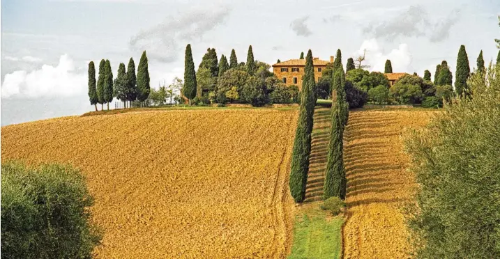  ?? Foto: Christian Röwekamp, dpa ?? Typisch Toskana, diese Landschaft bei Siena. Die Region in Mittelital­ien ist dabei nicht nur ein Land der Weinberge und Olivenhain­e, der Zypressen und Pinien. Sie ist auch Trüffel‰Land.