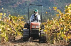  ?? Paul Chinn / The Chronicle ?? Will Bucklin’s grapes from his Old Hill Ranch vineyard in Glen Ellen have been rejected because of compounds that can leave smoke taint.