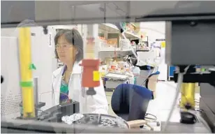  ?? AMY BETH BENNETT/STAFF FILE PHOTOS ?? Scientist Kai Ping works on protein purificati­on at Altor Bioscience in Miramar.