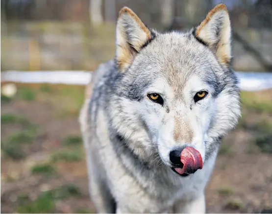  ??  ?? Keine Geißlein, sondern Schafe hat ein Wolf in Tirol gerissen. Seither ist die Aufregung unter den Landwirten groß.