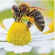  ?? FOTO: PATRICK PLEUL ?? Imkereien sind auf die Arbeit von fleißigen Bienen angewiesen. Auch in Fronreute. Dort wird nun das Leader-Projekt einer Imkerei gefördert.