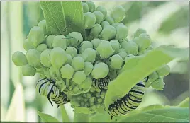  ?? CONTRIBUTE­D ?? Pictured are Monarch caterpilla­rs discovered earlier this month by Butterfly $MVC NFNCFS $POOJF +FÒFSTPO -FBSO BCPVU UIJT TQFDJFT BU SJTL "VH BOE 3 with the Monarch Teachers Network.