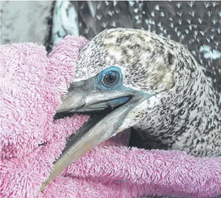  ??  ?? The juvenile Australasi­an gannet rescued from Dreamtime Beach at Fingal Head by Tweed Valley Wildlife Carers.